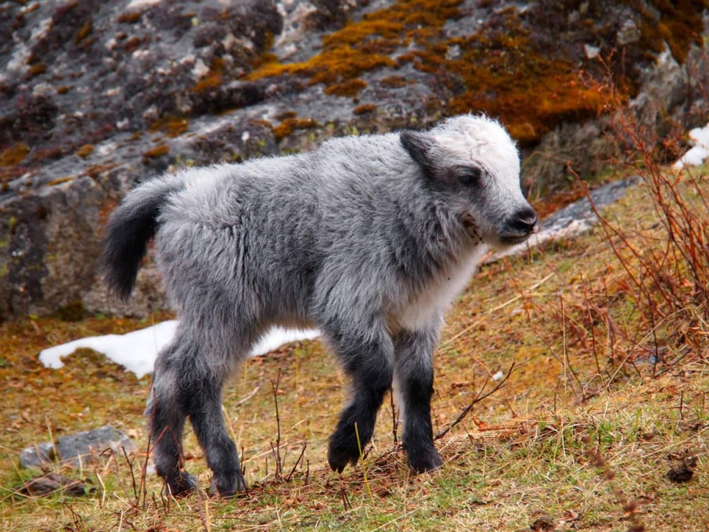 Silver Baby Yak