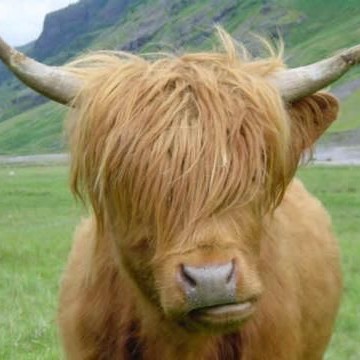 emo yak is emo