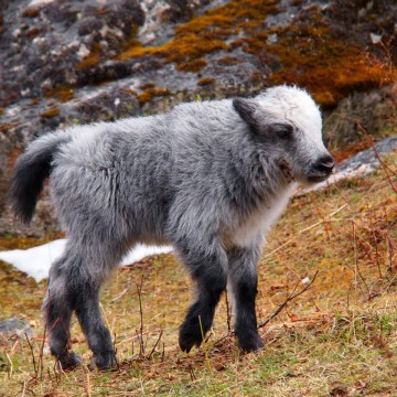 Silver Baby Yak